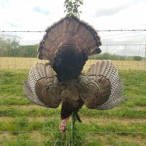 Meet your Posher, Joshua